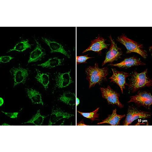 Immunocytochemistry/ Immunofluorescence - Anti-SUCLG1 antibody [HL2387] (AB317213)