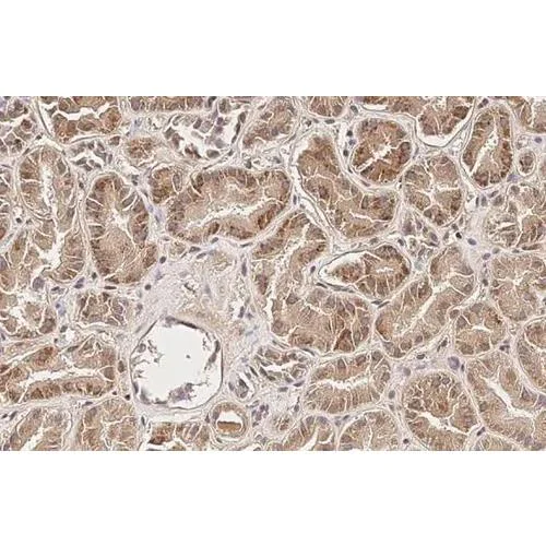 Immunohistochemistry (Formalin/PFA-fixed paraffin-embedded sections) - Anti-SUCLG1 antibody [HL2387] (AB317213)