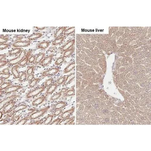Immunohistochemistry (Formalin/PFA-fixed paraffin-embedded sections) - Anti-SUCLG1 antibody [HL2387] (AB317213)
