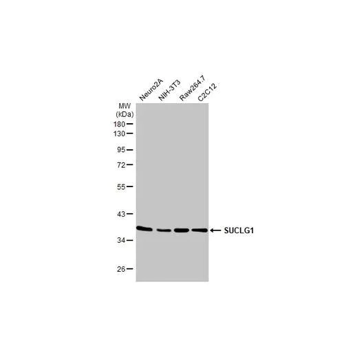 Western blot - Anti-SUCLG1 antibody [HL2387] (AB317213)