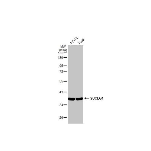 Western blot - Anti-SUCLG1 antibody [HL2387] (AB317213)