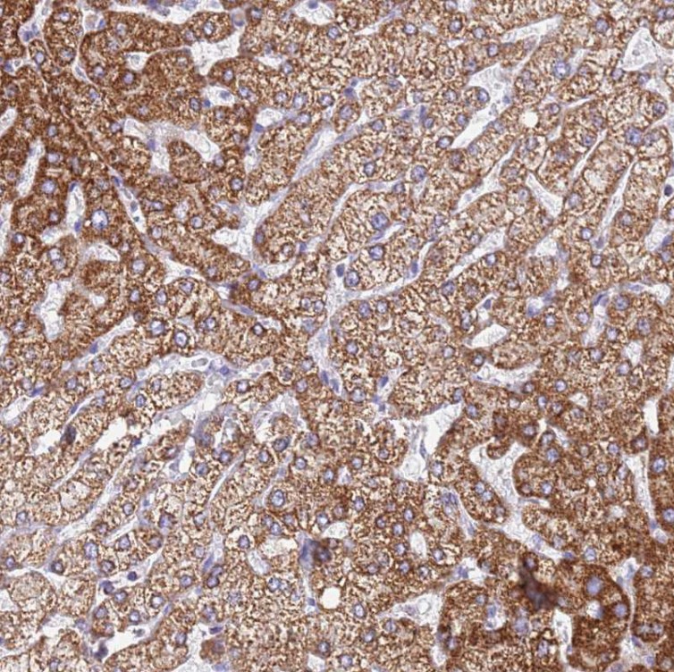 Immunohistochemistry (Formalin/PFA-fixed paraffin-embedded sections) - Anti-SUCLG2 antibody (AB187996)