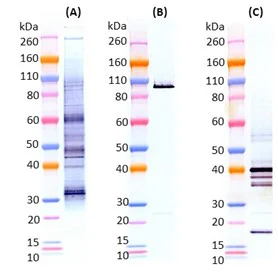 Western blot - Sudan virus-like particles (SUDV VLP) (AB326318)