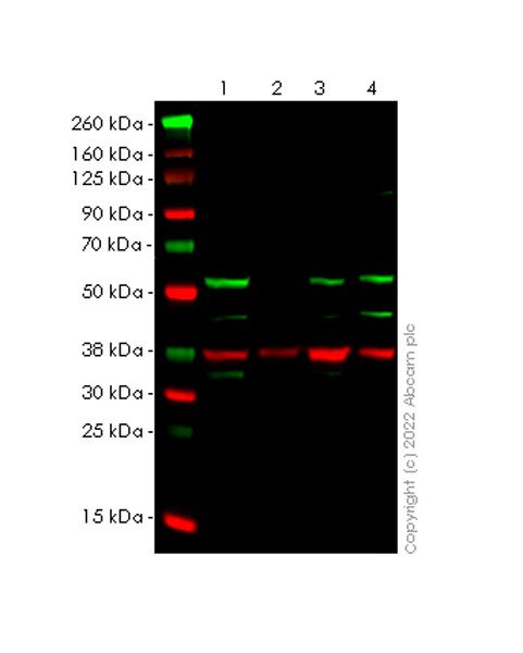 Western blot - Anti-SUFU antibody [1783CT536.263.29] - BSA and Azide free (AB302680), expandable thumbnail