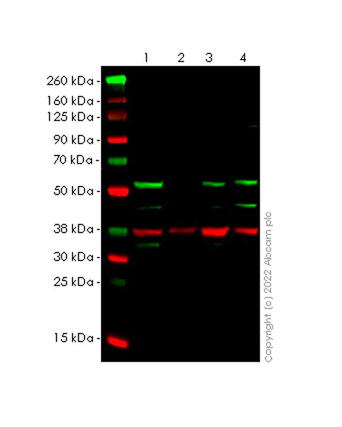 Western blot - Anti-SUFU antibody [1783CT536.263.29] - BSA and Azide free (AB302680)