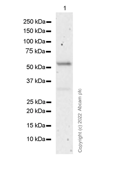Western blot - Anti-SUFU antibody [1783CT536.263.29] - BSA and Azide free (AB302680)