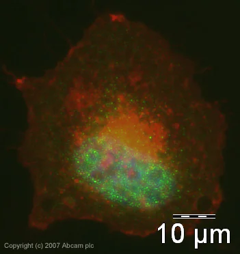 Immunocytochemistry/ Immunofluorescence - Anti-SUFU antibody (AB28083)