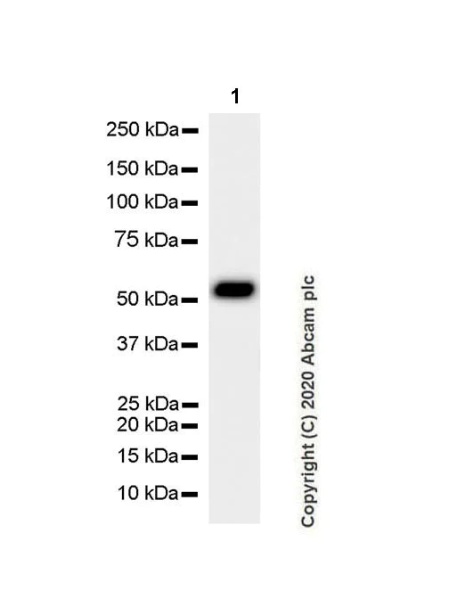 Western blot - Anti-SUFU antibody [EPR23821-101] (AB259975)
