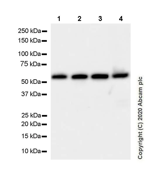 Western blot - Anti-SUFU antibody [EPR23821-101] (AB259975)