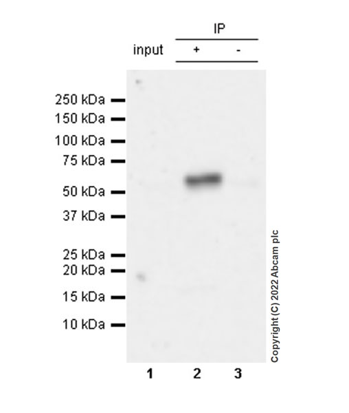 Immunoprecipitation - Anti-SUFU antibody [EPR26229-17] - BSA and Azide free (AB307705), expandable thumbnail