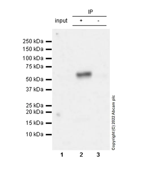 Immunoprecipitation - Anti-SUFU antibody [EPR26229-17] - BSA and Azide free (AB307705)