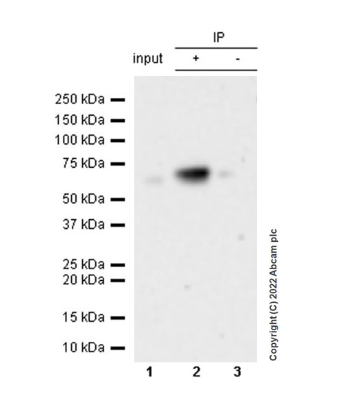 Immunoprecipitation - Anti-SUFU antibody [EPR26229-17] - BSA and Azide free (AB307705), expandable thumbnail