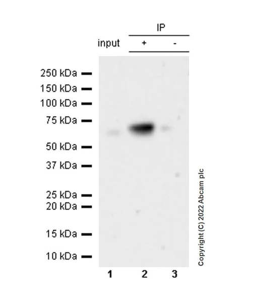 Immunoprecipitation - Anti-SUFU antibody [EPR26229-17] - BSA and Azide free (AB307705)