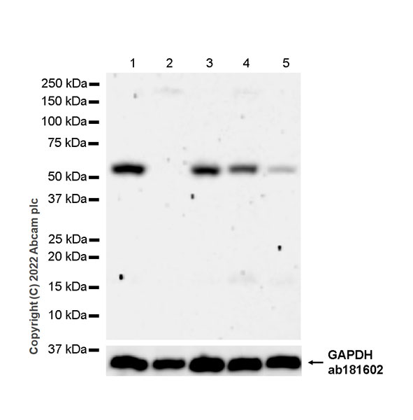 Western blot - Anti-SUFU antibody [EPR26229-17] - BSA and Azide free (AB307705), expandable thumbnail