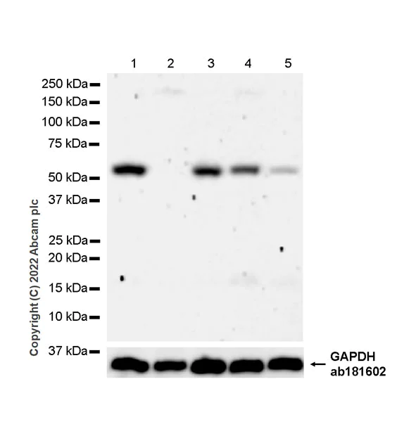 Western blot - Anti-SUFU antibody [EPR26229-17] - BSA and Azide free (AB307705)