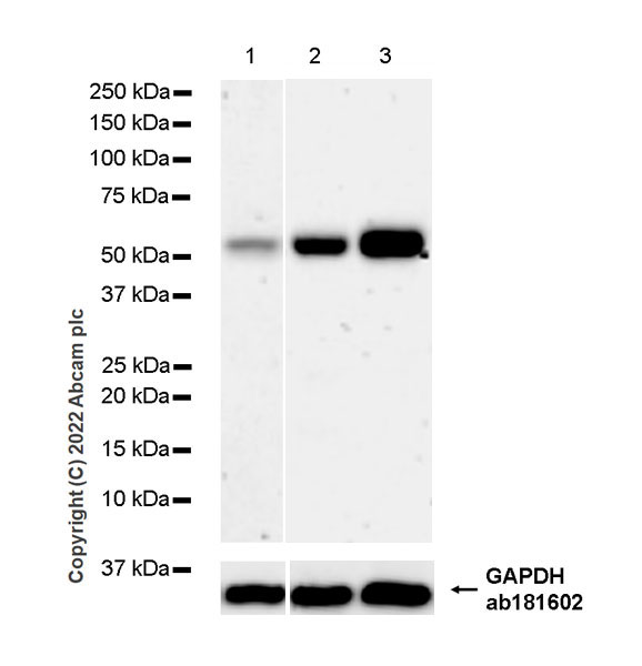 Western blot - Anti-SUFU antibody [EPR26229-17] - BSA and Azide free (AB307705), expandable thumbnail