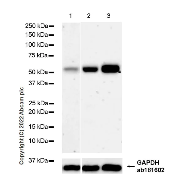 Western blot - Anti-SUFU antibody [EPR26229-17] - BSA and Azide free (AB307705)