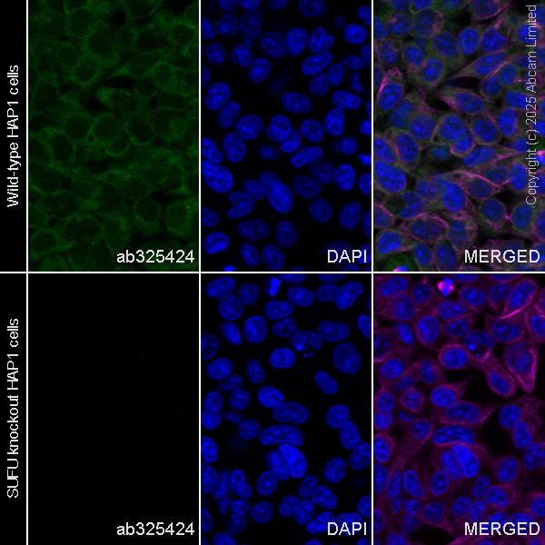 Immunocytochemistry/ Immunofluorescence - Anti-SUFU antibody [EPR30547-60] (AB325424)