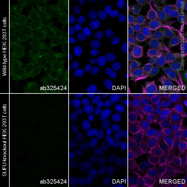 Immunocytochemistry/ Immunofluorescence - Anti-SUFU antibody [EPR30547-60] (AB325424)