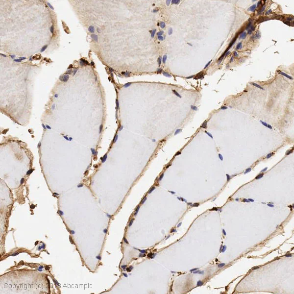 Immunohistochemistry (Formalin/PFA-fixed paraffin-embedded sections) - Anti-Sulfatase 1/SULF1 antibody (AB32763)