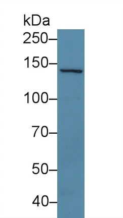 Western blot - Anti-Sulfatase 2/SULF2 antibody (AB232835)