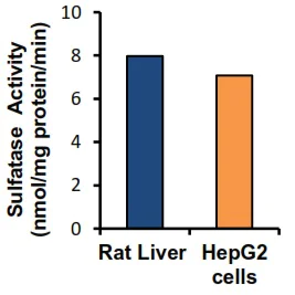 Functional Studies - Sulfatase Activity Assay Kit (Colorimetric) (AB204731)