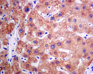 Immunohistochemistry (Formalin/PFA-fixed paraffin-embedded sections) - Anti-Sulfite oxidase antibody [EPR7618] (AB129094)