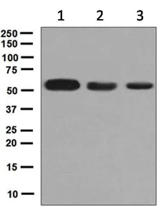 Western blot - Anti-Sulfite oxidase antibody [EPR7618] - BSA and Azide free (AB248296)