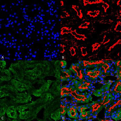 Immunohistochemistry (Formalin/PFA-fixed paraffin-embedded sections) - Anti-Sulfotyrosine antibody [12B11] (AB243069)