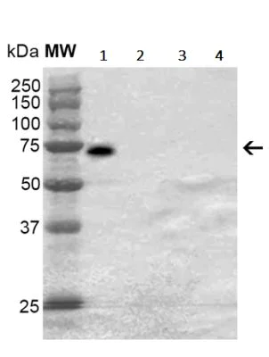 Western blot - Anti-Sulfotyrosine antibody [12B11] (AB243069)
