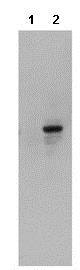 Western blot - Anti-Sulfotyrosine antibody [Sulfo-1C-A2] (AB136481), expandable thumbnail