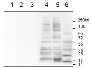 Western blot - Anti-Sulfotyrosine antibody [Sulfo-1C-A2] (AB136481), expandable thumbnail