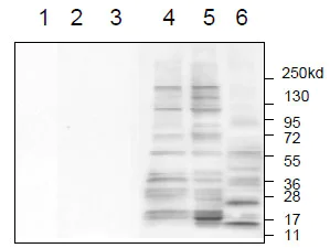 Western blot - Anti-Sulfotyrosine antibody [Sulfo-1C-A2] (AB136481)