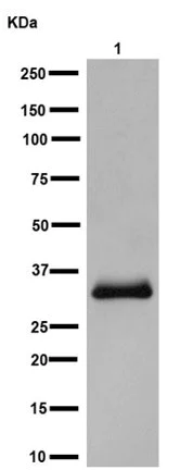 Western blot - Anti-SULT1A1/STP antibody [EPR15532] - BSA and Azide free (AB232648)