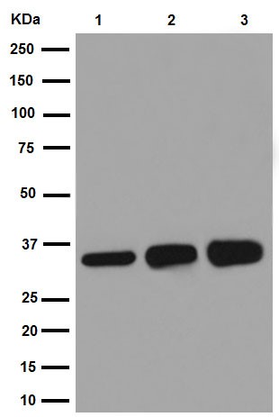 Western blot - Anti-SULT2A1/ST2 antibody [EPR16096] (AB194113), expandable thumbnail