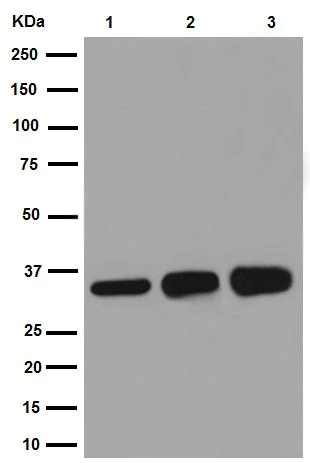 Western blot - Anti-SULT2A1/ST2 antibody [EPR16096] (AB194113)