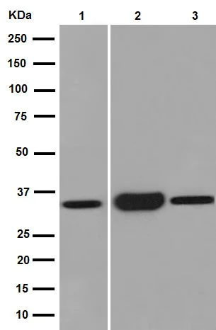 Western blot - Anti-SULT2A1/ST2 antibody [EPR16096] (AB194113)