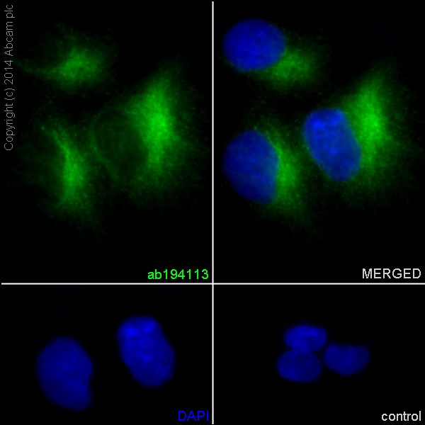 Immunocytochemistry/ Immunofluorescence - Anti-SULT2A1/ST2 antibody [EPR16096] - BSA and Azide free (AB240333), expandable thumbnail