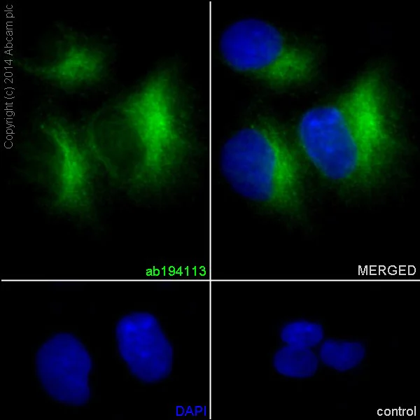 Immunocytochemistry/ Immunofluorescence - Anti-SULT2A1/ST2 antibody [EPR16096] - BSA and Azide free (AB240333)