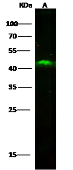 Western blot - Anti-SULT2B1 antibody [007] - BSA and Azide free (AB276055)