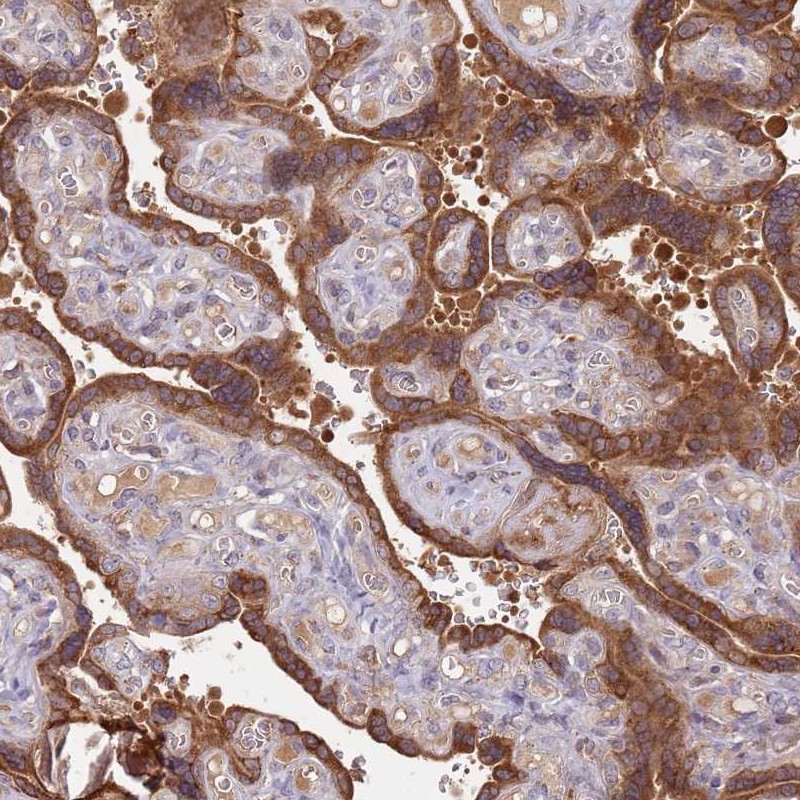 Immunohistochemistry (Formalin/PFA-fixed paraffin-embedded sections) - Anti-SULT2B1 antibody (AB254616)