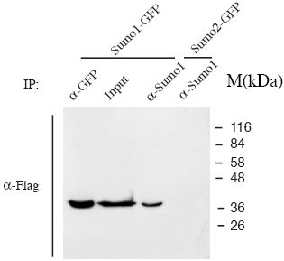 Immunoprecipitation - Anti-Sumo 1 antibody (AB11672), expandable thumbnail