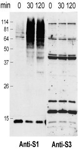 Western blot - Anti-Sumo 1 antibody (AB5316)