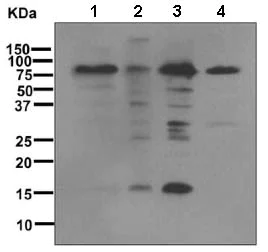 Western blot - Anti-Sumo 1 antibody [EP298] (AB133352)