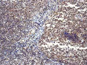 Immunohistochemistry (Formalin/PFA-fixed paraffin-embedded sections) - Anti-Sumo 1 antibody [EP298] - BSA and Azide free (AB248491)
