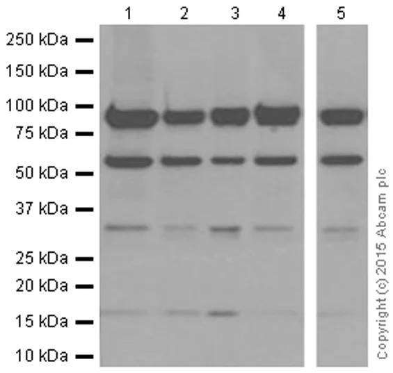 Western blot - Anti-Sumo 1 antibody [EP298] - BSA and Azide free (AB248491)