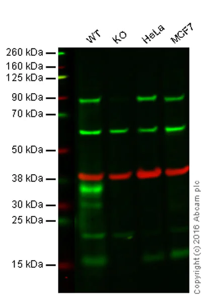 Western blot - Anti-Sumo 1 antibody [EP298] - BSA and Azide free (AB248491)