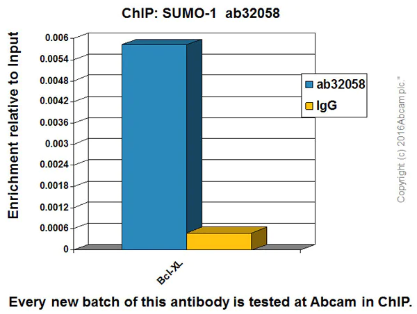 ChIP - Anti-Sumo 1 antibody [Y299] - BSA and Azide free (AB219724)