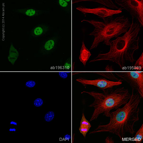 Immunocytochemistry/ Immunofluorescence - Anti-Sumo 1 antibody [Y299] - BSA and Azide free (AB219724)