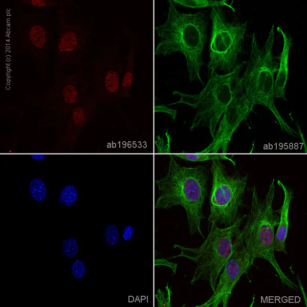 Immunocytochemistry/ Immunofluorescence - Anti-Sumo 1 antibody [Y299] - BSA and Azide free (AB219724)